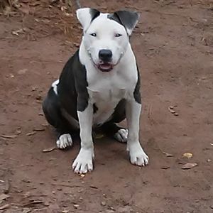 Meet your Posher, Webster